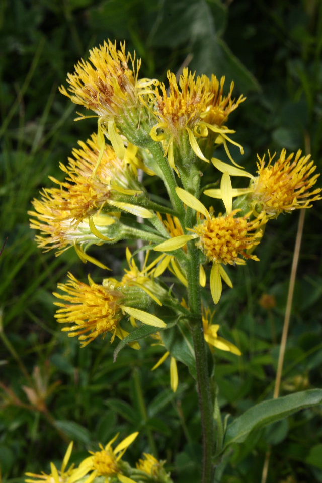 Solidago virgaurea